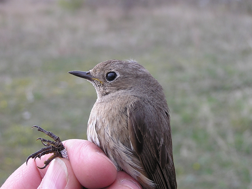 Black Redstart, Sundre 20050511